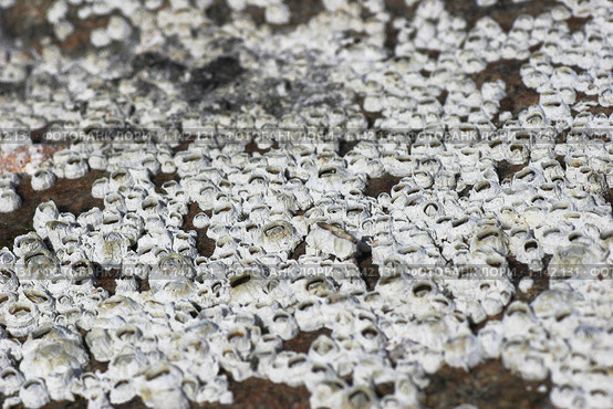 Обрастание камня балянусами (Semibalanus balanoides) Стоковое фото, фотограф Наталия Шевченко / Фотобанк Лори