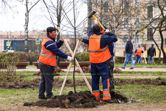 Общегородской весенний субботник. Сотрудниками коммунальных служб во время высадки деревьев в Рахманиновском сквере. (2023 год). Редакционное фото, фотограф Евгений Кашпирев / Фотобанк Лори