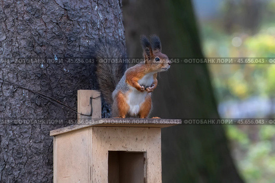 Обыкновенная белка, или векша (Sciurus vulgaris), сидит на кормушке в ожидании еды. Портрет животного в осенний день. Стоковое фото, фотограф Pukhov K / Фотобанк Лори