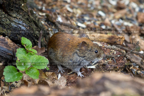 Обыкновенная полевка (microtus arvalis) Стоковое фото, фотограф Вячеслав Орос / Фотобанк Лори