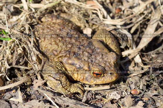 Обыкновенная серая жаба (лат. Bufo bufo) Стоковое фото, фотограф Елена Коромыслова / Фотобанк Лори