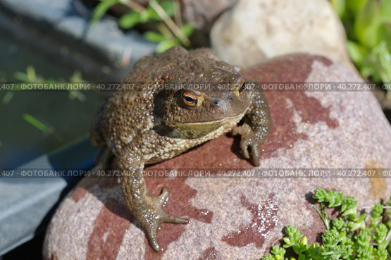Обыкновенная серая жаба (лат. Bufo bufo) в саду. Стоковое фото, фотограф Елена Коромыслова / Фотобанк Лори