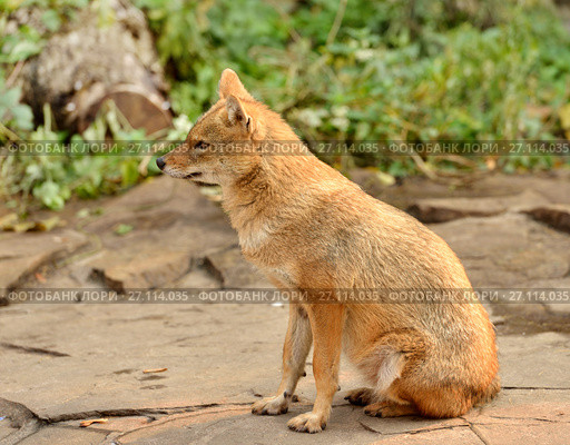 Обыкновенный или азиатский шакал, чекалка (Canis aureus) Стоковое фото, фотограф Валерия Попова / Фотобанк Лори