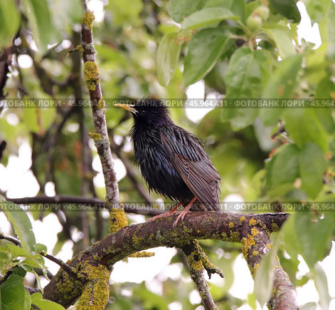 Обыкновенный скворец (Sturnus vulgaris) на ветке в саду. Стоковое фото, фотограф EgleKa / Фотобанк Лори