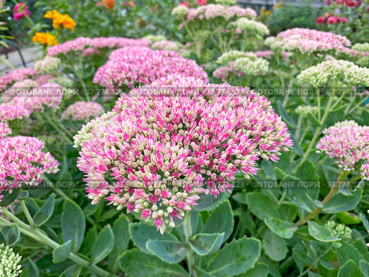 Очиток, или Седум (лат. Sedum) Стоковое фото, фотограф Мария Кылосова / Фотобанк Лори