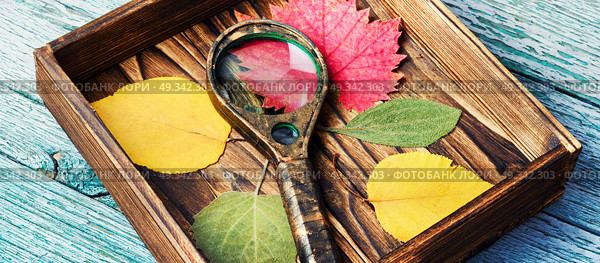October leaves for herbarium. Set of herbarium wild dry pressed leaves. Стоковое фото, агентство Ingram Publishing / Фотобанк Лори