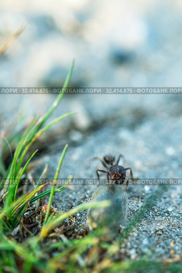 Одинокий муравей. Стоковое фото, фотограф Игорь Пересвет / Фотобанк Лори