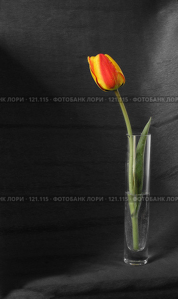 Одинокий тюльпан в стеклянной вазе. Стоковое фото, фотограф Светлана Кучинская / Фотобанк Лори