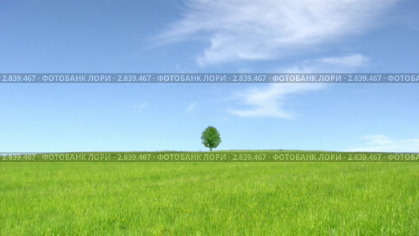 Одинокое дерево. Стоковое видео, видеограф Андрей Ежов / Фотобанк Лори