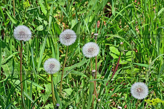 Одуванчики (Taraxacum officinale) в стадии плодоношения со множеством волосков (семянок) в виде шара. Стоковое фото, фотограф Владимир Литвинов / Фотобанк Лори
