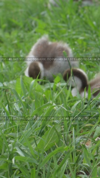 Ogari's little ducklings graze by the pond, птенцы. Стоковое видео, видеограф Aleksandr Anatolyevich / Фотобанк Лори