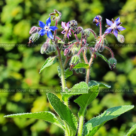 Огуречная трава или Бурачник (Borago) Стоковое фото, фотограф Евгений Мухортов / Фотобанк Лори