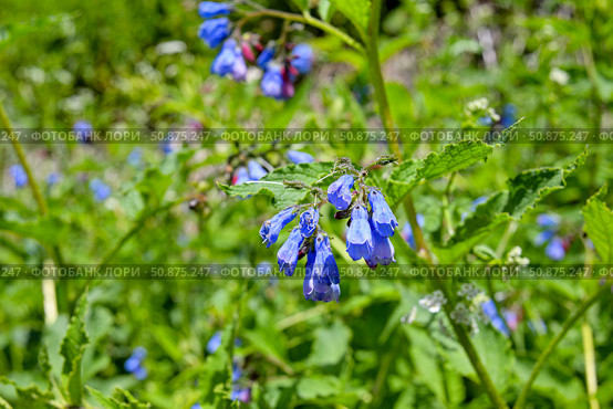 Окопник лекарственный (лат. Symphytum officinale) Стоковое фото, фотограф Александр Тараканов / Фотобанк Лори