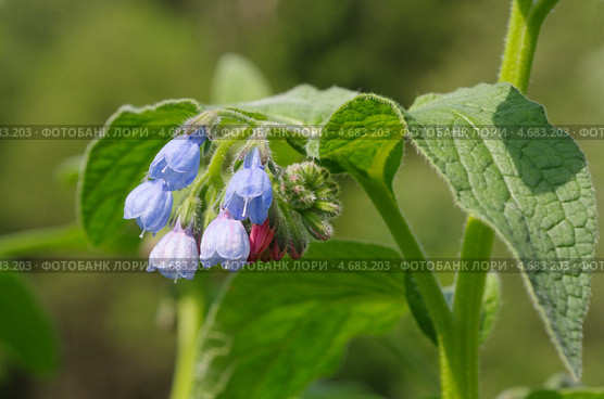 Окопник (Symphytum) Стоковое фото, фотограф Елена Коромыслова / Фотобанк Лори