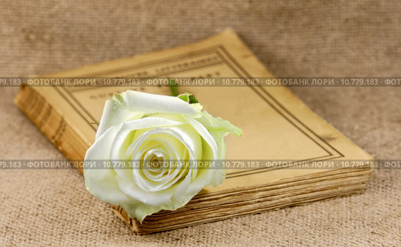 old book covered with a white rose. Стоковое фото, фотограф daniel guffanti / Smarterpix / Фотобанк Лори