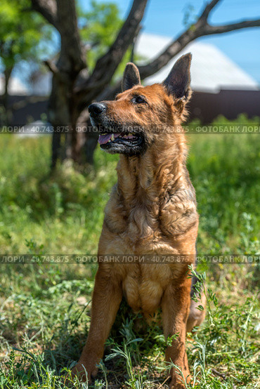 Old german shepherd among green grass. Стоковое фото, фотограф Анна Кривицкая / Фотобанк Лори