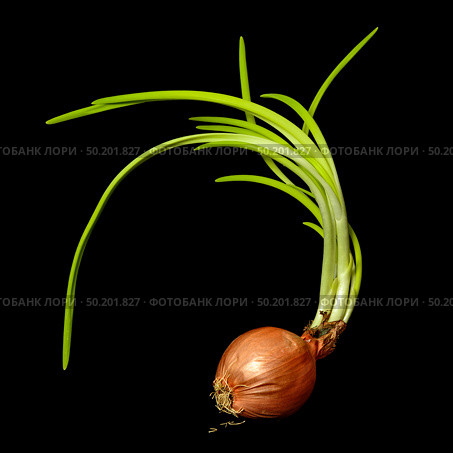 Old sprouted forgotten onion with long green feathers and crumbling roots black background. Стоковое фото, фотограф Camptoloma / Фотобанк Лори
