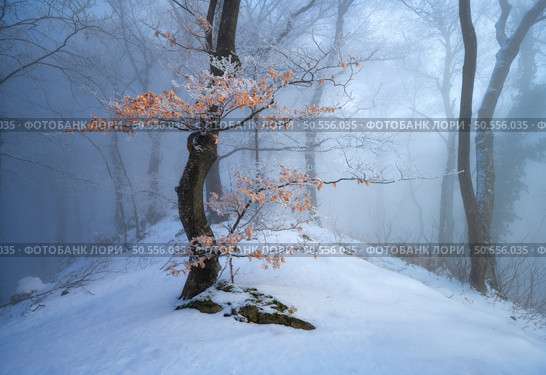Old tree with orange leaves in fog. Snowy forest in beautiful winter. Colorful landscape with trees in snow at sunset. Snowfall in woods. Wintry woodland. Snow covered mountain forest at dusk. Nature. Old tree with orange leaves in fog. Snowy forest in winter. Стоковое фото, агентство Ingram Publishing / Фотобанк Лори