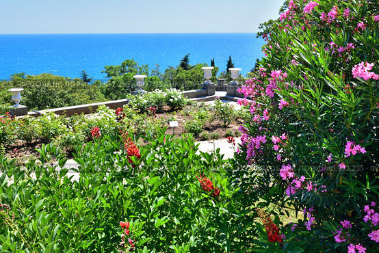 Oleander in Vorontsovsky park near the palace in Alupka, Crimea (2019 год). Стоковое фото, фотограф Володина Ольга / Фотобанк Лори