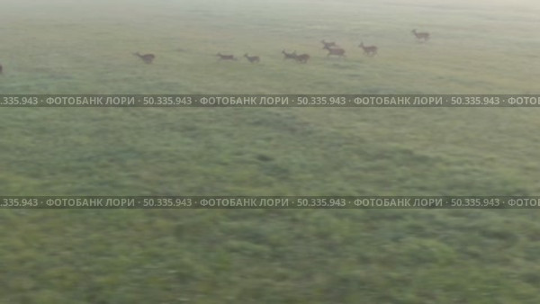 Олень благородный. Дикие животные. Cervus elaphus. Стоковое видео, видеограф Дмитрий Якубович / Фотобанк Лори