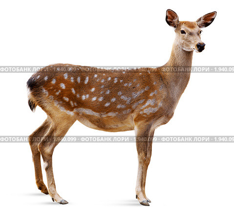 Олень пятнистый, Sika Deer, Cervus nippon. Стоковое фото, фотограф Василий Вишневский / Фотобанк Лори