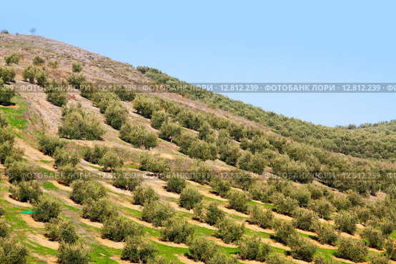 olives plant at hill fields. Стоковое фото, фотограф Яков Филимонов / Фотобанк Лори