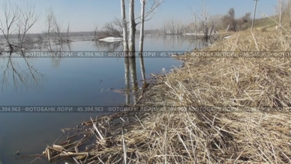Ондатра, или мускусная крыса Ondatra zibethicus. Стоковое видео, видеограф Александр Мамонтов / Фотобанк Лори