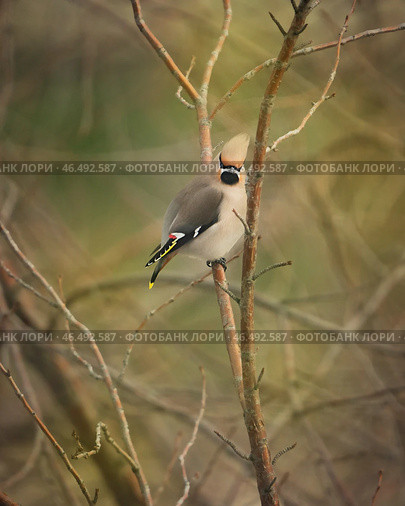 One bohemian waxwing bird that breeds in the northern coniferous forests with gray plumage, black face markings and a pointed crest sitting on branch of tree or bush twig looking at camera. Стоковое фото, фотограф Елена Кабенкина / Фотобанк Лори