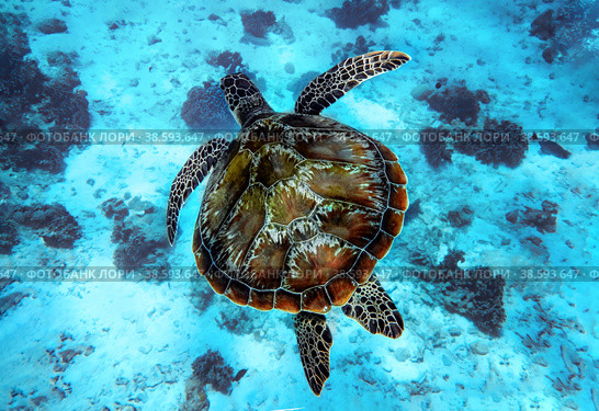 one large loggerhead turtle swims in clear blue water of the sea. Стоковое фото, фотограф Оксана Медведева / Фотобанк Лори