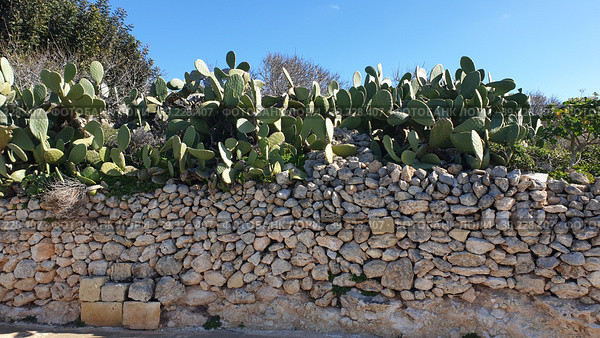 Опунция мелковолосистая (Opuntia microdasys). Надур (In-Nadur). Остров Гоцо (Gozo). Мальта (2023 год). Стоковое фото, фотограф lana1501 / Фотобанк Лори