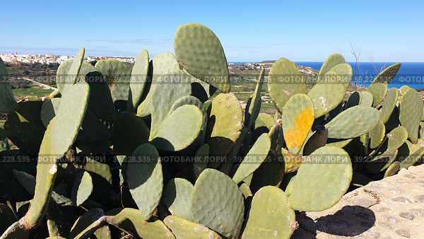 Опунция мелковолосистая (Opuntia microdasys). Надур (In-Nadur). Остров Гоцо (Gozo). Мальта (2023 год). Стоковое фото, фотограф lana1501 / Фотобанк Лори
