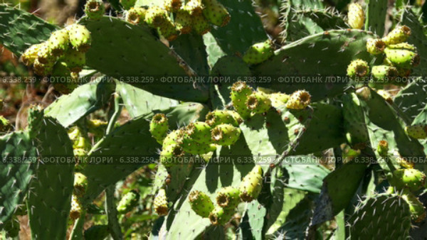 Опунция, Opuntia Ficus. Стоковое видео, видеограф Discovod / Фотобанк Лори