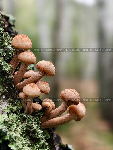 Опята осенние на стволе дерева в лесу. A group of edible honey fungi Armillaria mellea on the bark of a tree in a forest. Стоковое фото, фотограф Сергей Пристяжнюк (Serg Zastavkin) / Фотобанк Лори