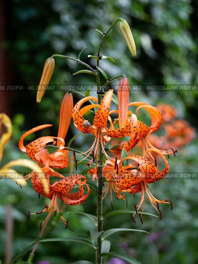 Orange spotted lilies on a green background of leaves. Natural sunny summer background with lilies. Close-up. Стоковое фото, фотограф Бузмакова Светлана / Фотобанк Лори