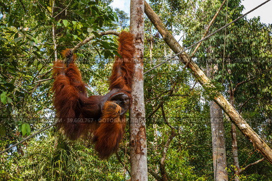 Orangutan hangs on a branch and eats coconut. Стоковое фото, фотограф Михаил Пряхин / Фотобанк Лори