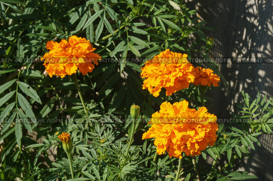 Оранжевые бархатцы прямостоячие "Прауд Мэри" (лат. Tagetes erecta Praud Mari Orange) Стоковое фото, фотограф Сергей Овчинников / Фотобанк Лори