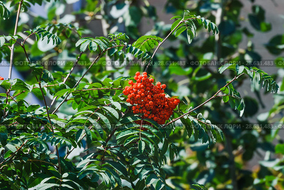 Оранжевые ягоды рябины обыкновенной (Sorbus aucuparia) Стоковое фото, фотограф Алёшина Оксана / Фотобанк Лори