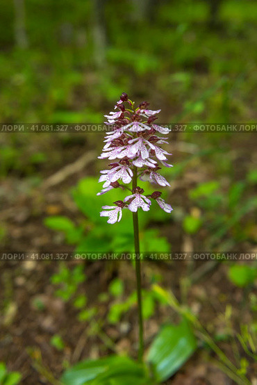 Orchis purpurea. Стоковое фото, фотограф Анна Кривицкая / Фотобанк Лори