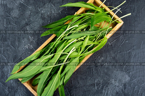 Organic leeks, perfect for culinary, health. Green ramp, vegetables with white stems. Overhead view. Copy space.. Fresh wild ramps or leeks. Стоковое фото, агентство Ingram Publishing / Фотобанк Лори
