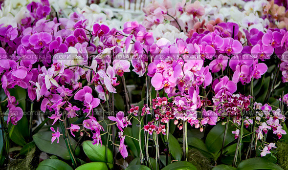 Орхидеи (Orchidaceae) (2018 год). Стоковое фото, фотограф Сергей Афанасьев / Фотобанк Лори