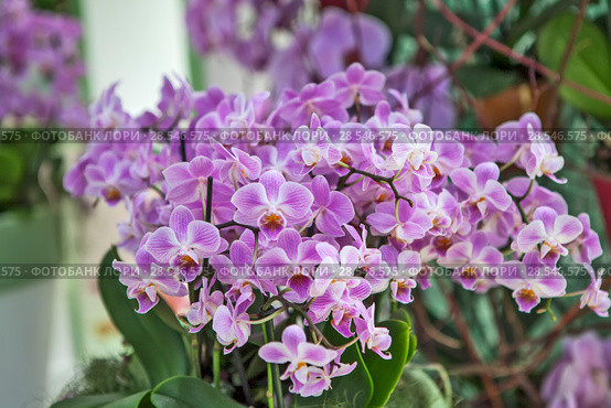 Орхидеи (Orchidaceae) (2018 год). Стоковое фото, фотограф Сергей Афанасьев / Фотобанк Лори