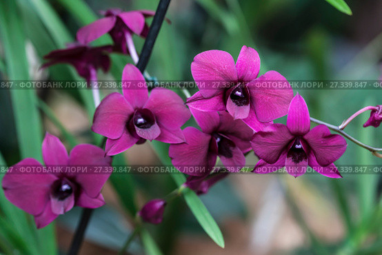 Орхидея Фаленопсис (Orchid Phalaenopsis) Стоковое фото, фотограф Наталья Волкова / Фотобанк Лори