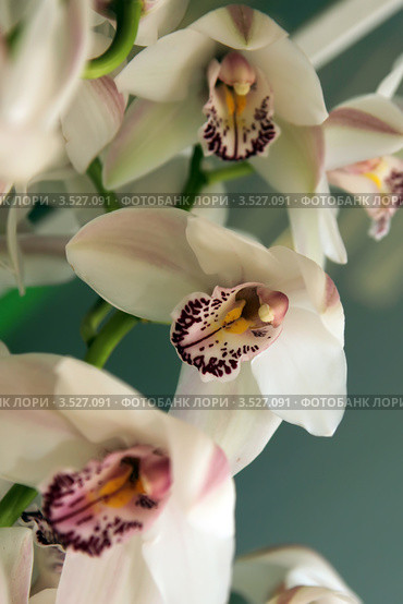 Орхидея Цимбидиум (Cymbidium) Стоковое фото, фотограф Татьяна Белова / Фотобанк Лори