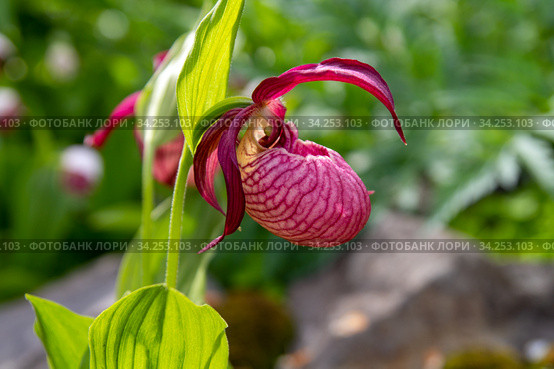 Орхидея Венерин башмачок (Cypripedium macranthon) Стоковое фото, фотограф Евгений Ткачёв / Фотобанк Лори
