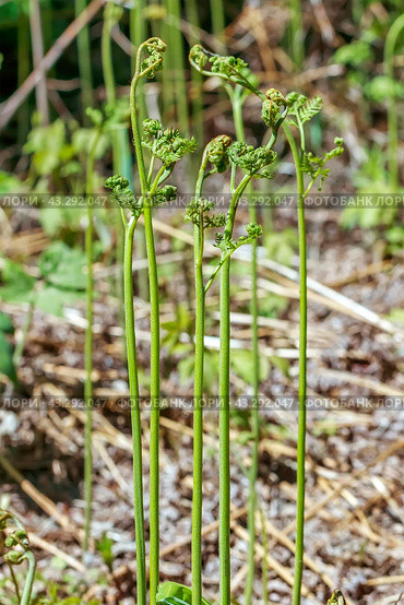 Орляк обыкновенный (лат. Pteridium aquilinum) крупным планом. Дикорастущая флора Западной Сибири. Стоковое фото, фотограф Евгений Мухортов / Фотобанк Лори