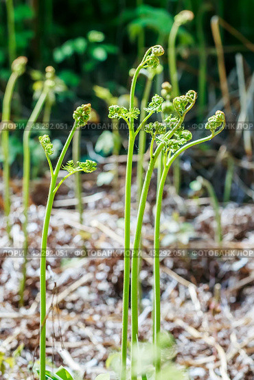 Орляк обыкновенный (лат. Pteridium aquilinum) крупным планом. Дикорастущая флора Западной Сибири. Стоковое фото, фотограф Евгений Мухортов / Фотобанк Лори