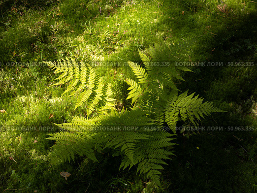 Орляк обыкновенный (лат. Pteridium aquilínum) — многолетний травянистый папоротник; вид рода Орляк семейства Деннштедтиевые (Dennstaedtiaceae)/ Стоковое фото, фотограф Андрюков Антон / Фотобанк Лори