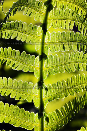 Орляк обыкновенный (Pteridium aquilinum) — вид многолетних травянистых папоротниковидных растений рода Орляк из семейства Деннштедтиевые (Dennstaedtiaceae). Вайя крупно. Стоковое фото, фотограф Евгений Мухортов / Фотобанк Лори