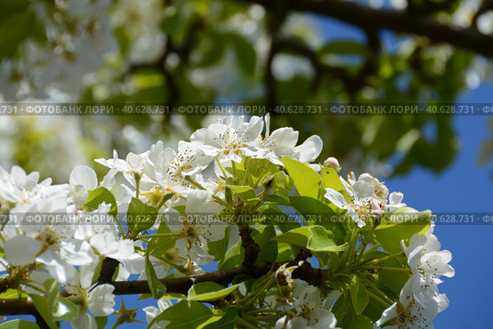 Ornamental plants close-up: blooming apple tree under the bright May sun. Vernal orchard branchlets: delicate snow-white flowers and fresh sunny-green foliage against a sky-blue, photo series (IV) Стоковое фото, фотограф Анатолий Власов / Фотобанк Лори