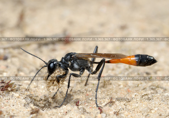 Оса Ammophila sabulosa. Стоковое фото, фотограф Владимир Блинов / Фотобанк Лори